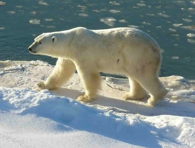 634px-Polar_Bear_2004-11-15 wapusk