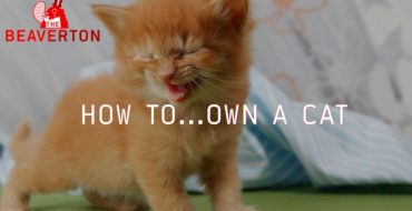 Cats funny