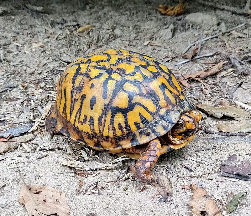 Report: Turtles delicious, come with [own] bowl - The Beaverton