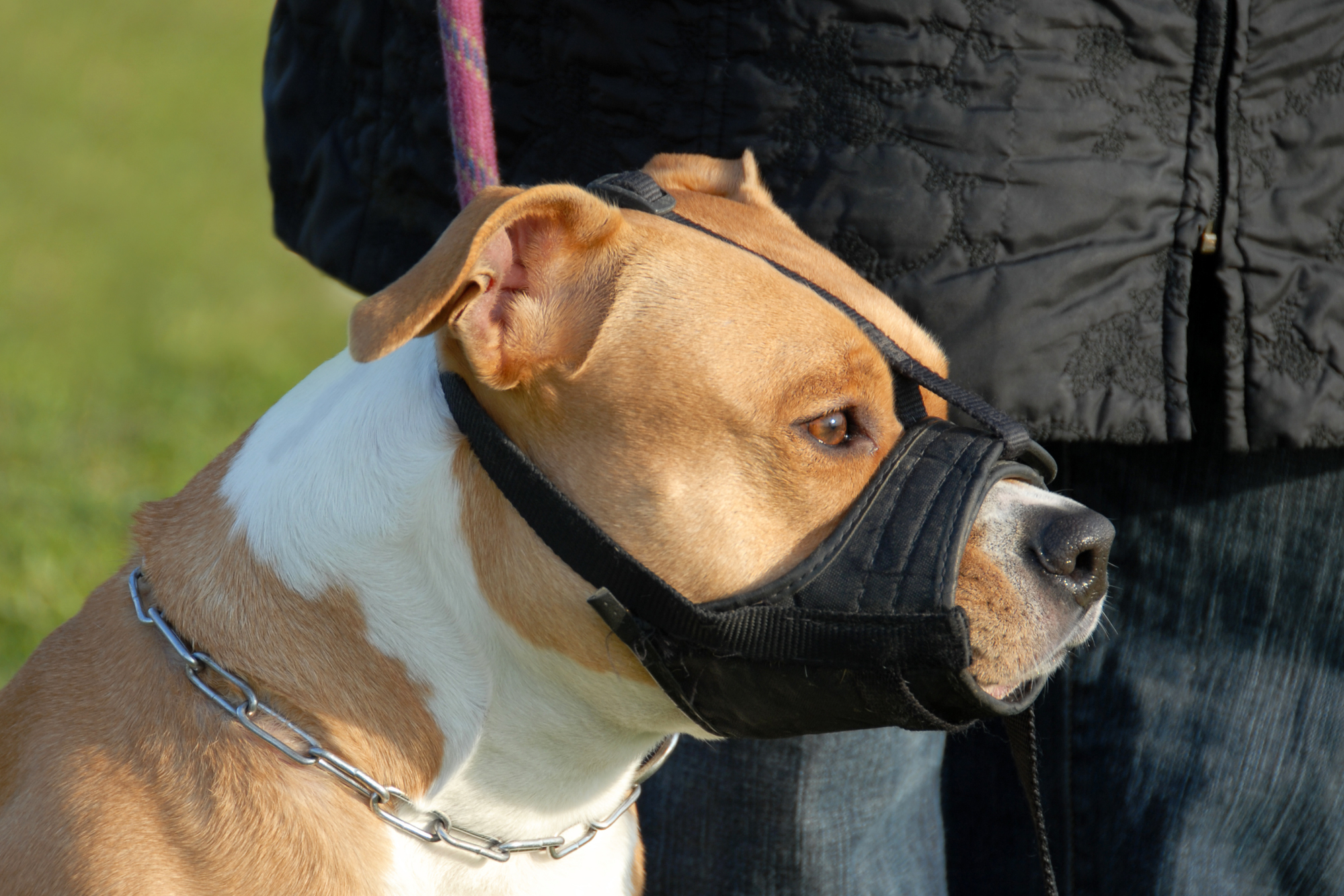 Meet the Dogs: Canidae Proudly Partners with the NHL's Good Boys