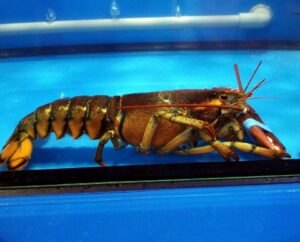 A brown live lobster in a tank, with an elastic band over its claw