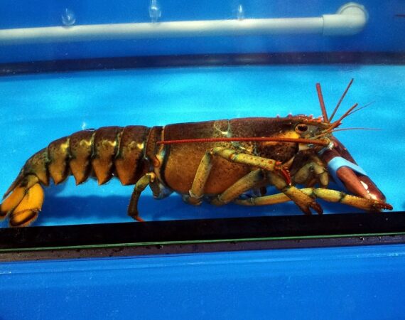 A brown live lobster in a tank, with an elastic band over its claw