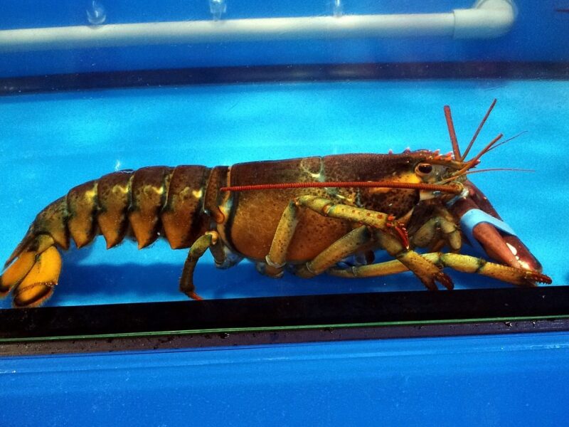 A brown live lobster in a tank, with an elastic band over its claw