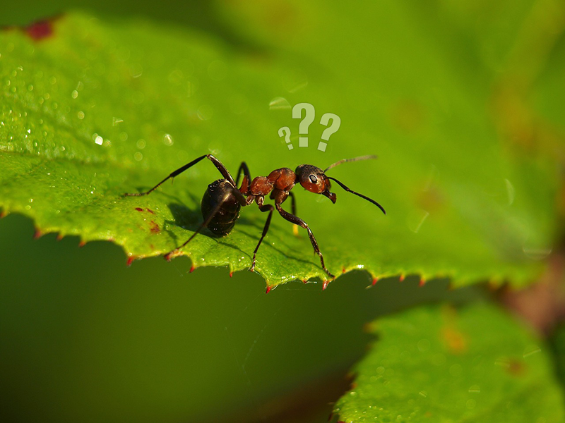 an ant on a leaf with several question marks over its head