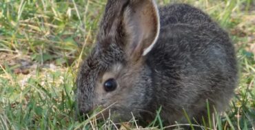 a very cute and round brown bunny sniffing in a patch of grass