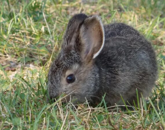 a very cute and round brown bunny sniffing in a patch of grass