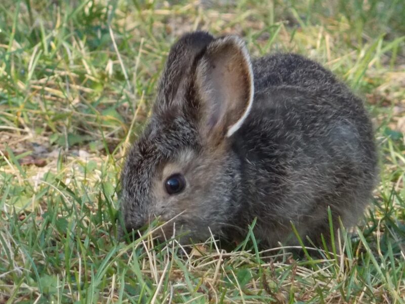 a very cute and round brown bunny sniffing in a patch of grass